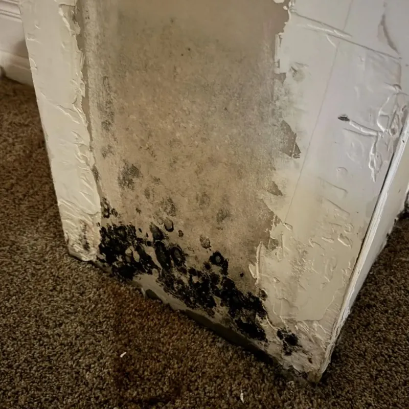 Professional Mold Removal in Walker, LA